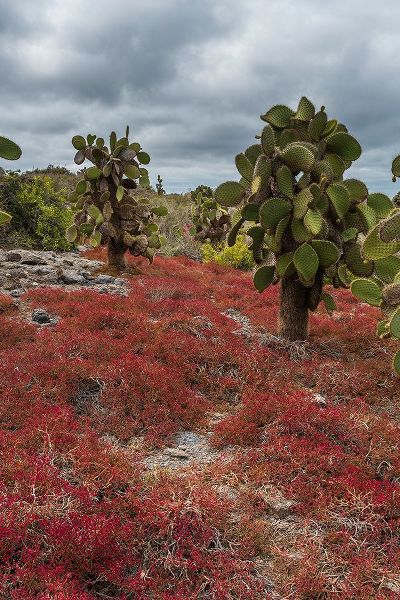 Pitamitz, Sergio 아티스트의 Sesuvium edmonstonei and cactus-South Plaza Island-Galapagos islands-Ecuador작품입니다.